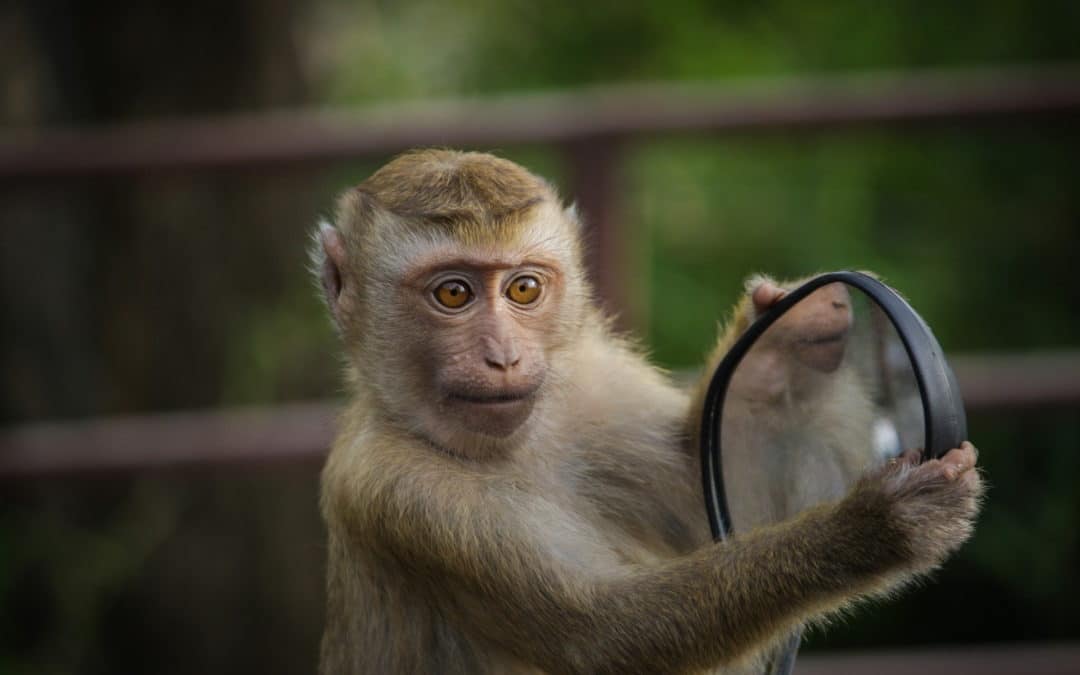 Affe mit Spiegel: Wie komme ich authentisch rüber? Biografie schreiben Siegen